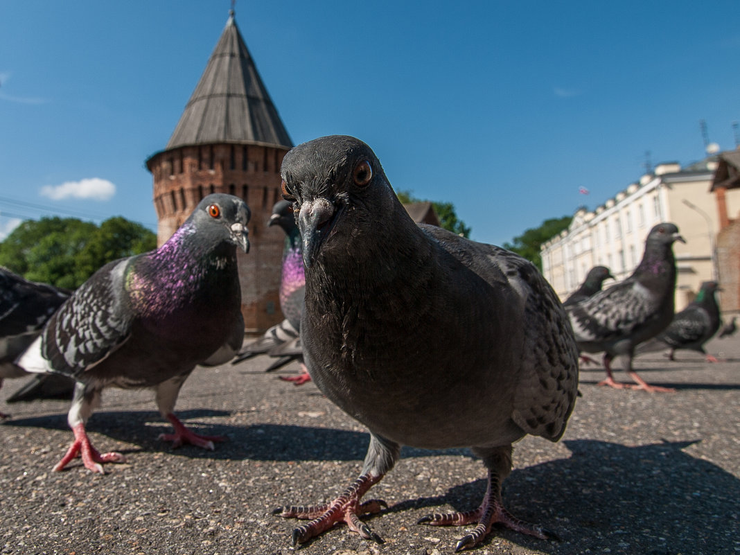 Картинка семки есть