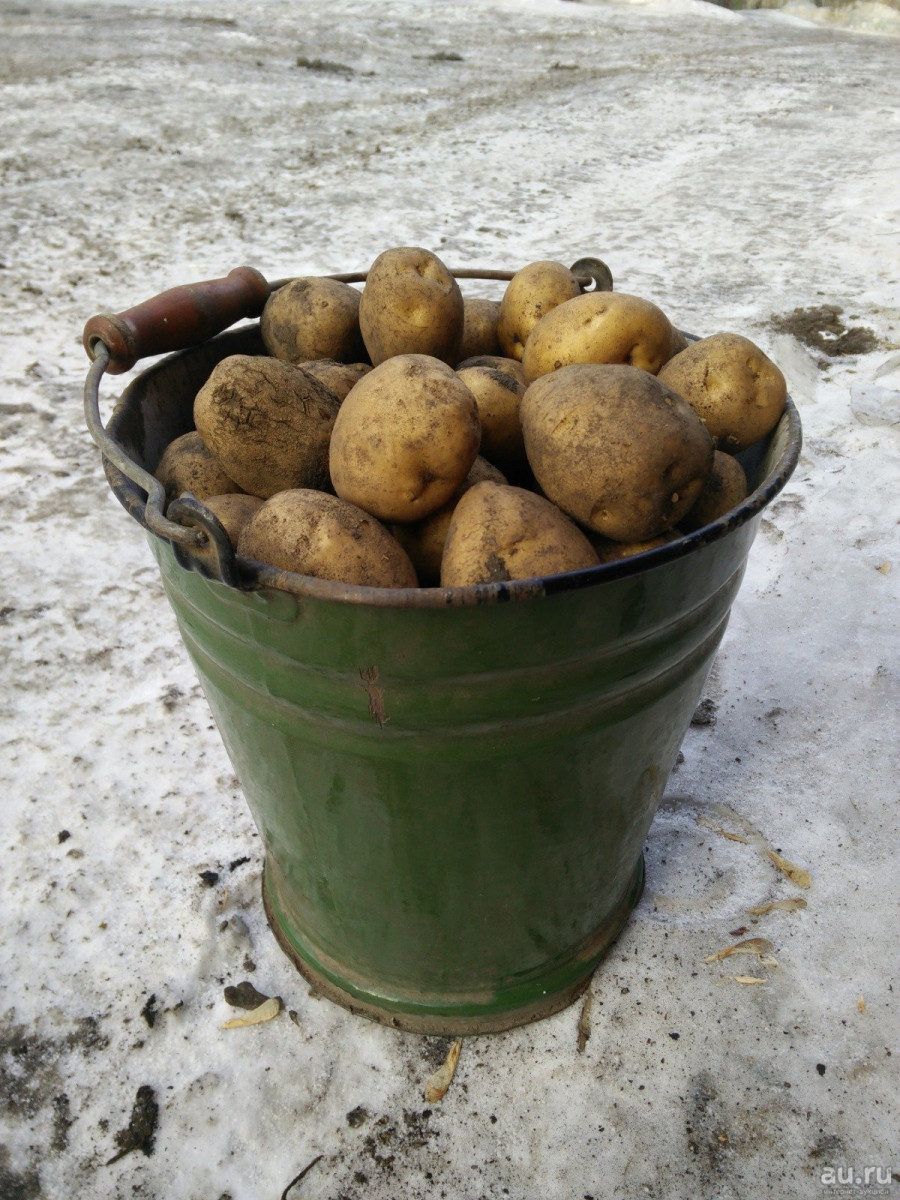 Фото семенной картошки в ведре